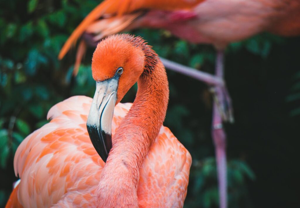 Close-up of a vivid flamingo showcasing its striking plumage against a lush green backdrop.