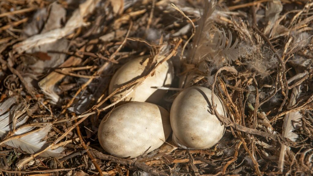 Three bird eggs nestled in a nest made of twigs and feathers, in a close-up view.