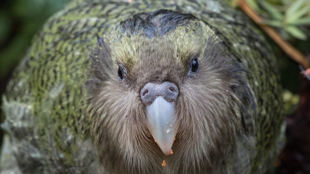A kākāpō with green and brown mottled feathers is shown in a close-up, facing the camera.