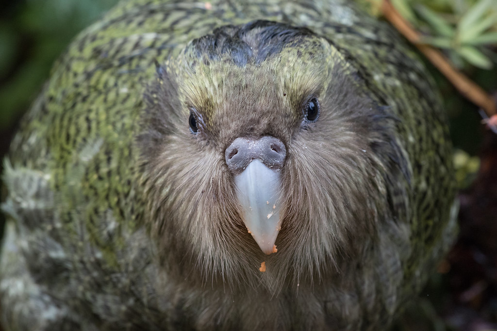 A kākāpō with green and brown mottled feathers is shown in a close-up, facing the camera.