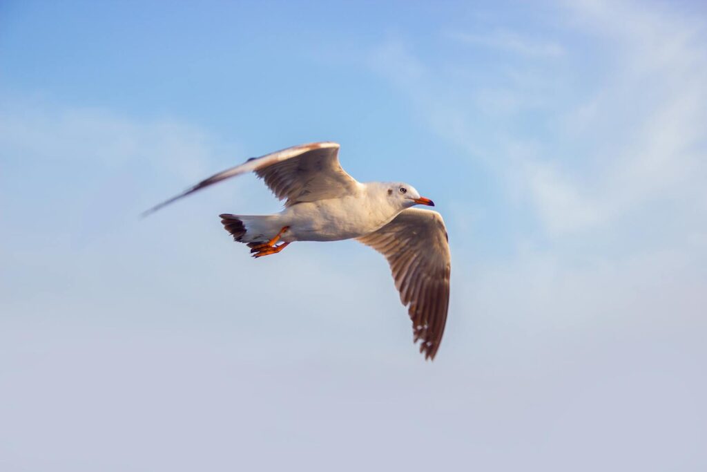 A majestic seagull gracefully soaring in the clear blue sky, showcasing the beauty of avian wildlife.