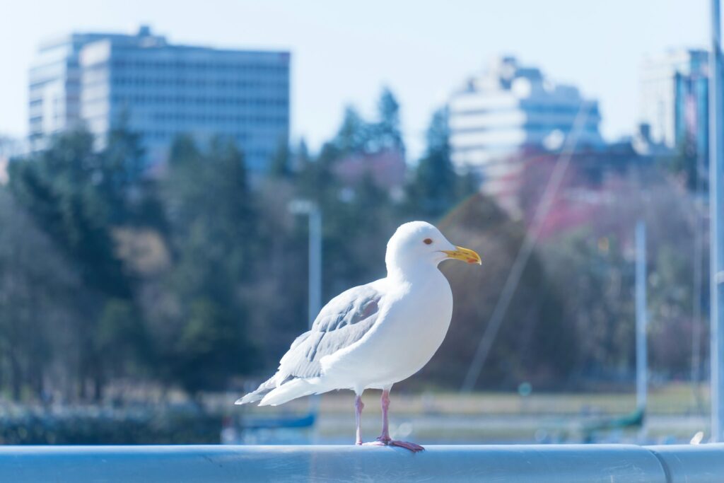 A European Herring Gull stands on a railing.