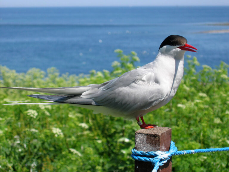 A tern with gray and white plumage, a black cap, and a red beak stands on a post.