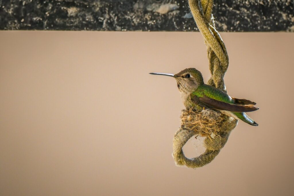 Hummingbird rests on a nest made of rope.