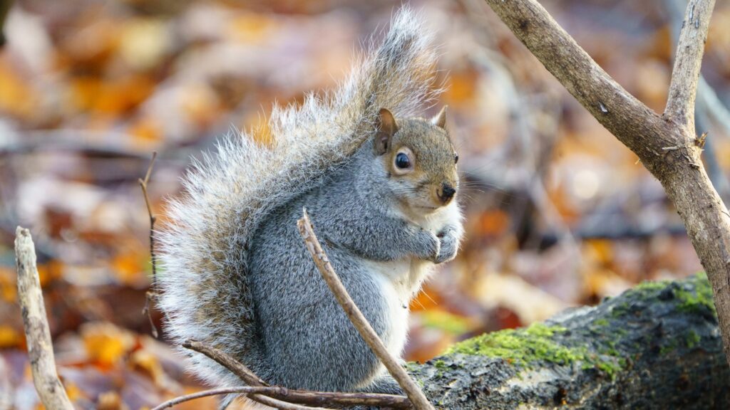 gray squirrel on brown tree branch during daytime