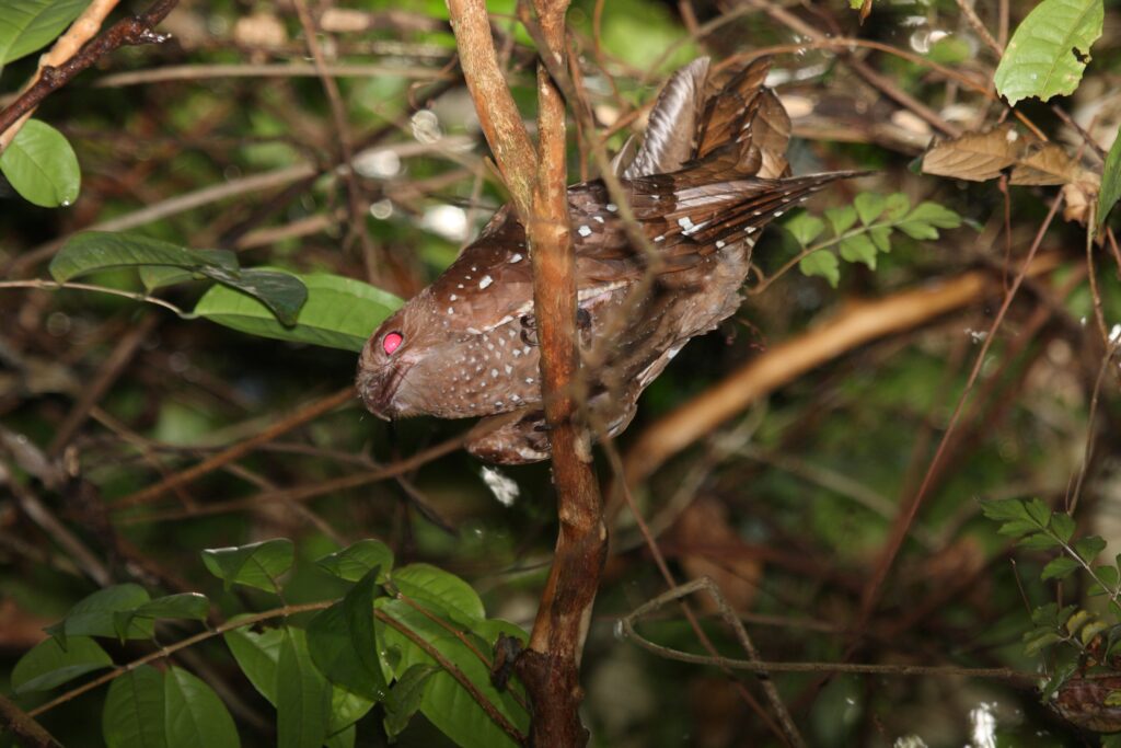 An oilbird with brown and white spotted plumage perches amongst dense foliage.