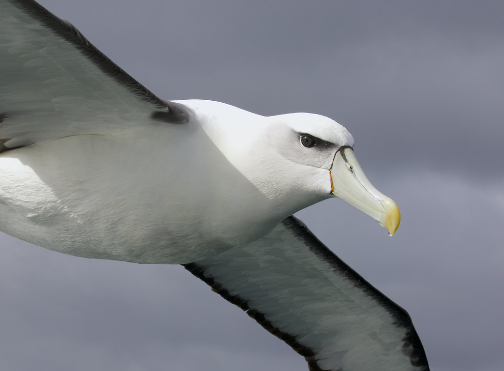 A white-capped albatross soars with its wings spread against a cloudy sky.