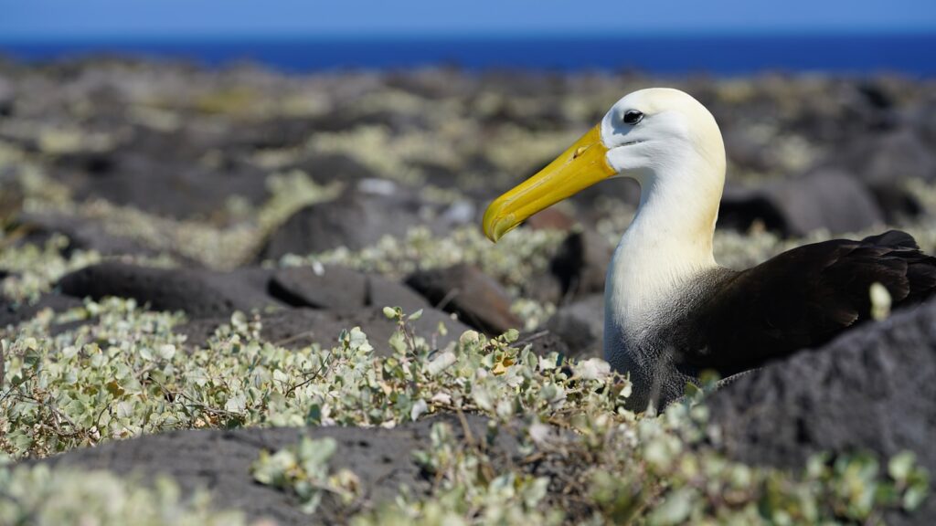 A waved albatross with a white head and yellow bill stands on rocks near the ocean.