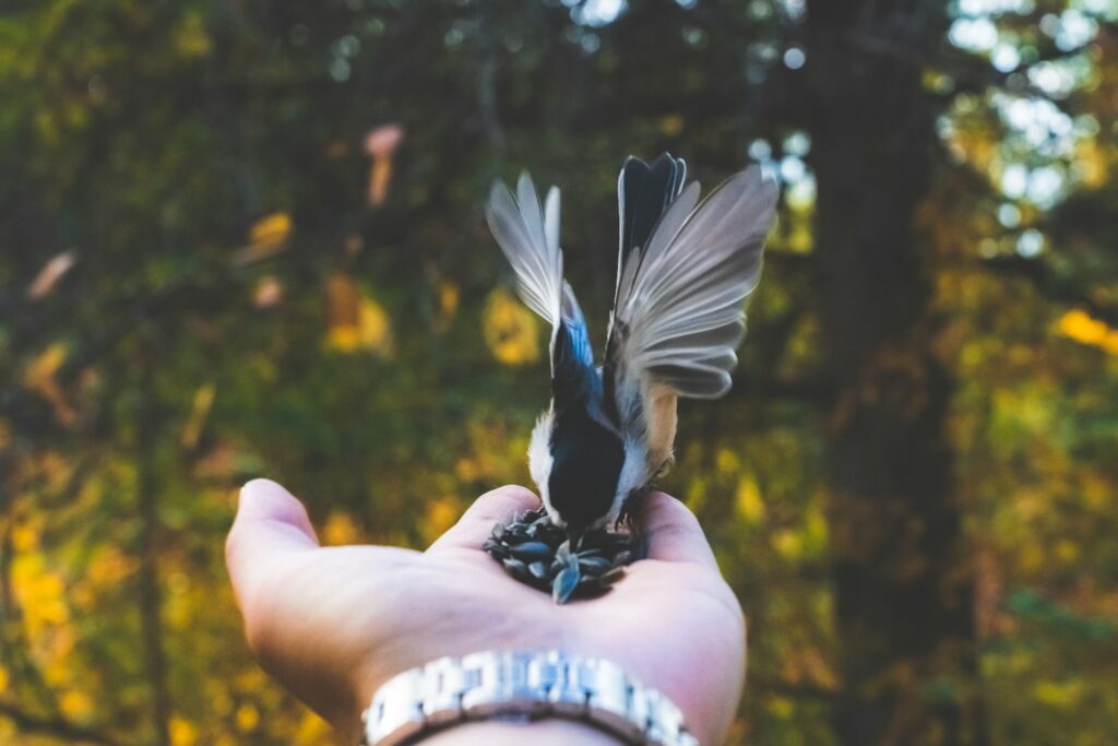 A person holding a small bird in their hand.