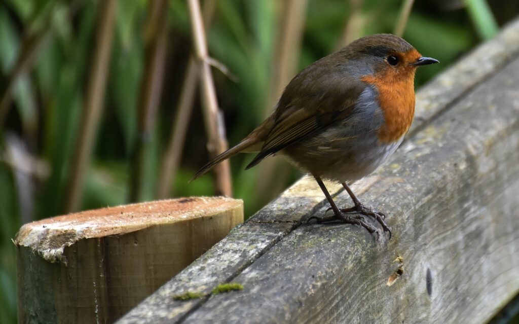 A European robin with an orange breast stands on a weathered wooden fence.