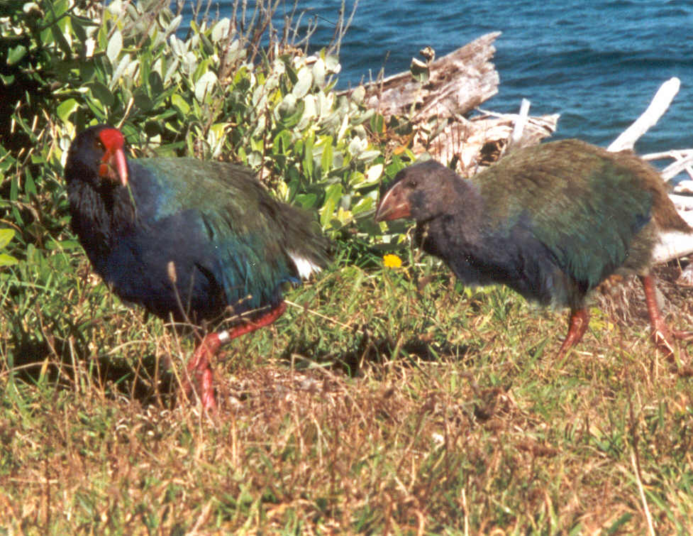 The Bird That Was Thought to Be Extinct but Was Rediscovered