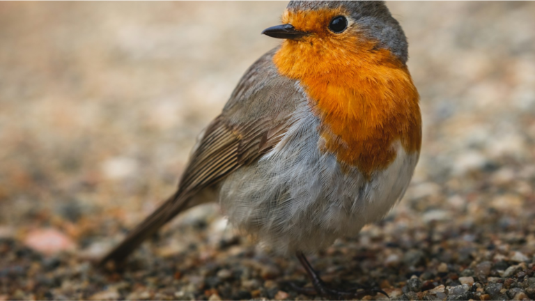gray orange and white bird
