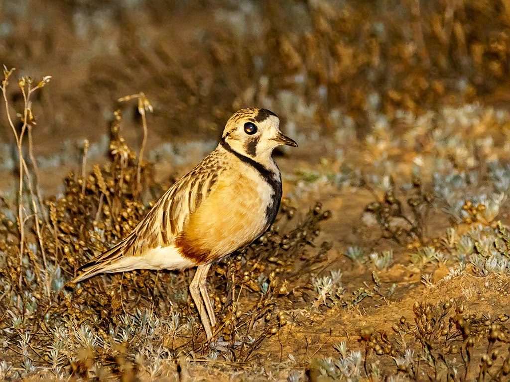 A cryptic Inland Dotterel stands amongst dry vegetation.