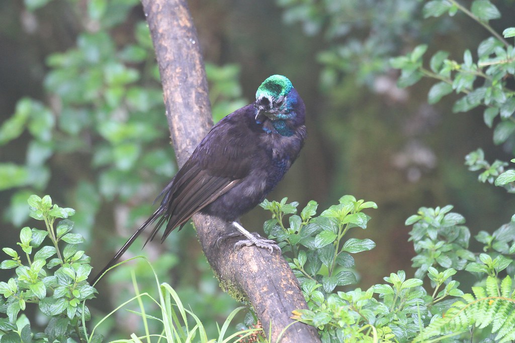 A Stephanie's astrapia with iridescent blue-green plumage perches on a branch.