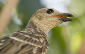 Fawn-breasted bowerbird looking upwards.