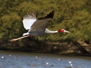 A sarus crane with grey and white wings and a red head flies over a body of water.