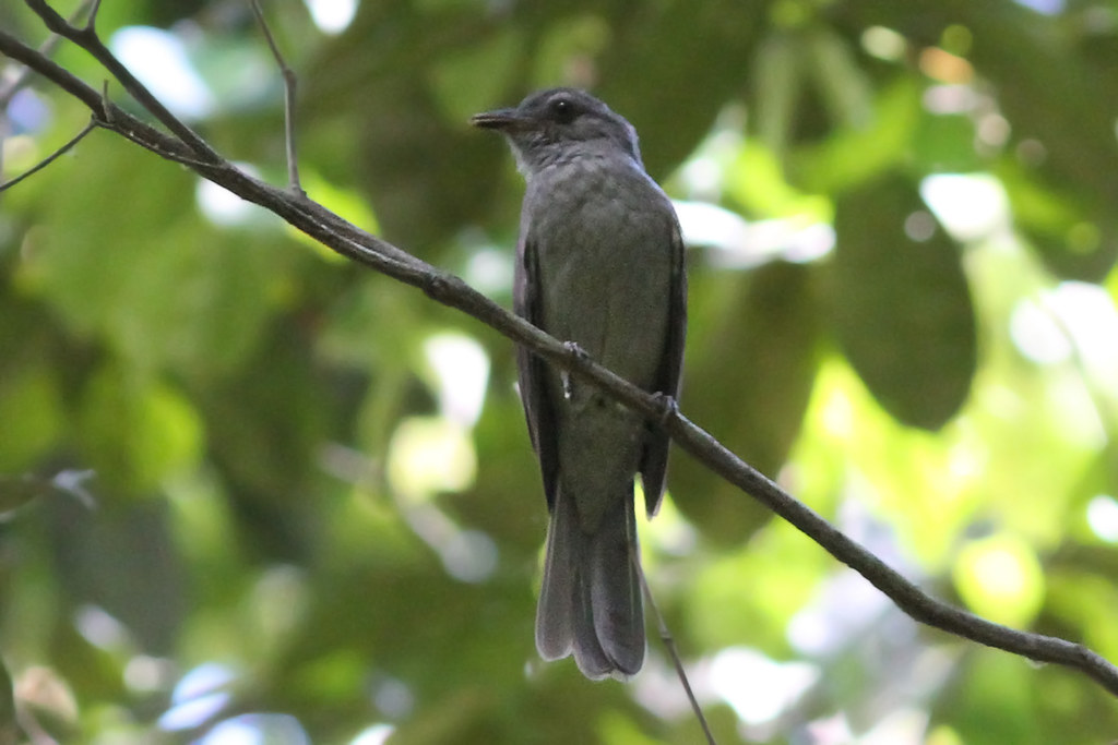 A Cinereous Mourner perches on a slender branch.