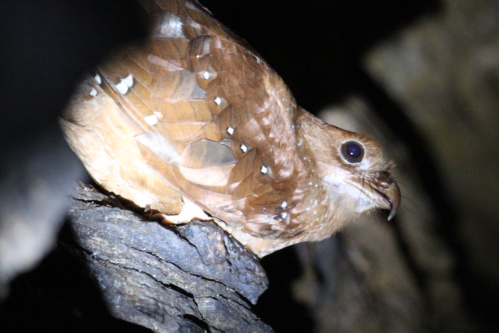 An oilbird with large eyes and speckled brown plumage rests on a branch.