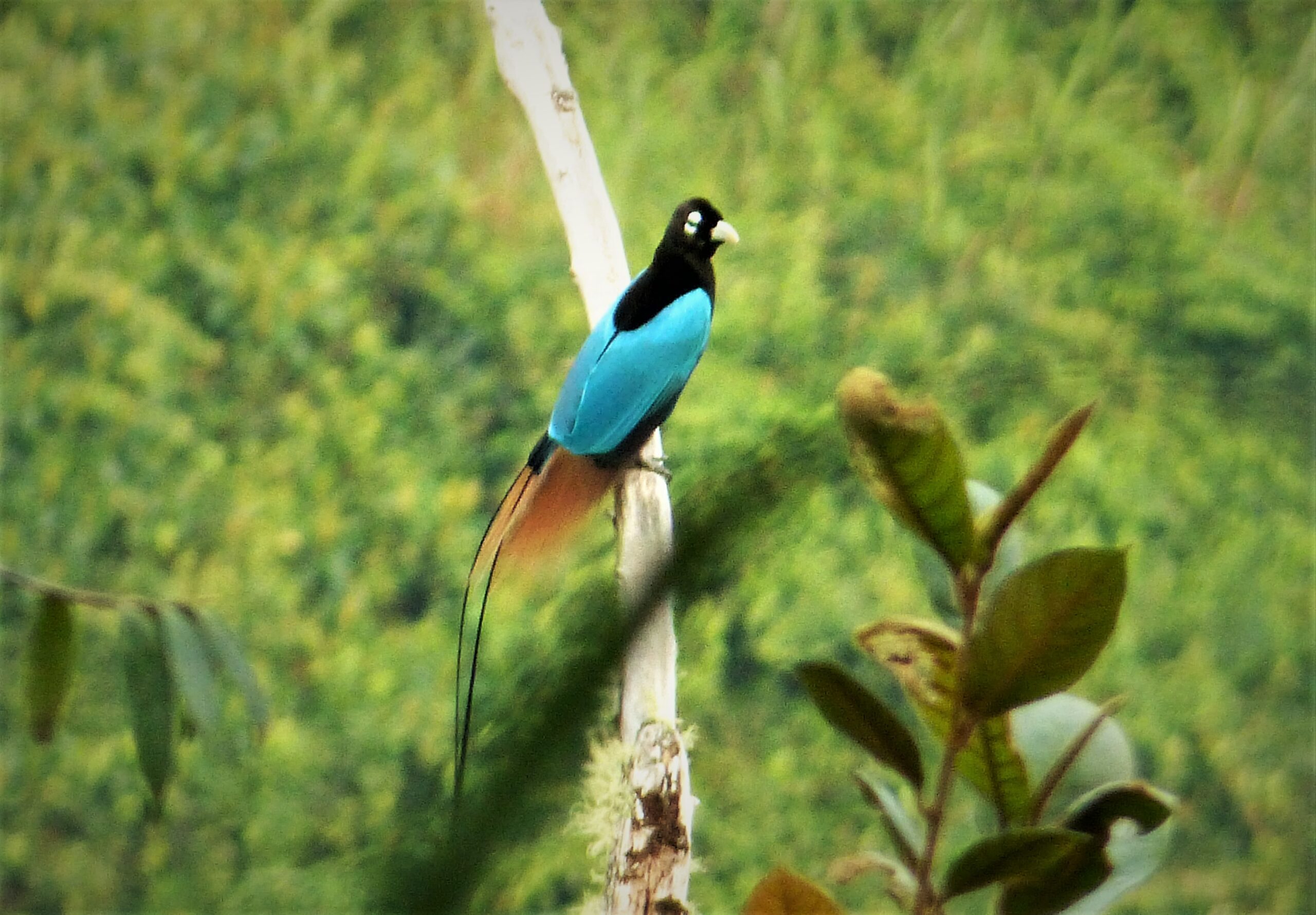 A Blue Bird-of-paradise perches on a slender branch.