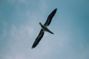 A Northern Gannet soars against a pale blue sky with its long wings spread wide.