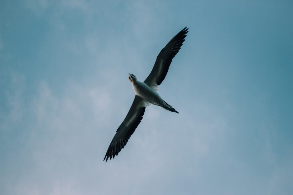 A masked booby with white plumage and dark wingtips flies high against a pale blue sky.