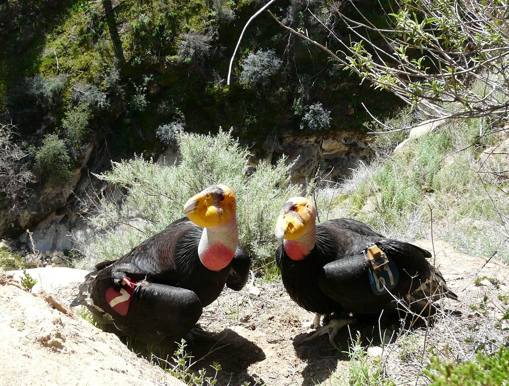 Two California condors with bald heads and tags stand in a dry, scrubby environment.