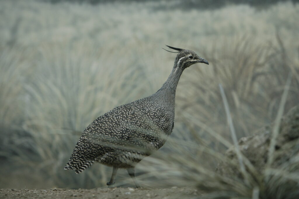 A solitary elegant crested tinamou stands in tall grass.