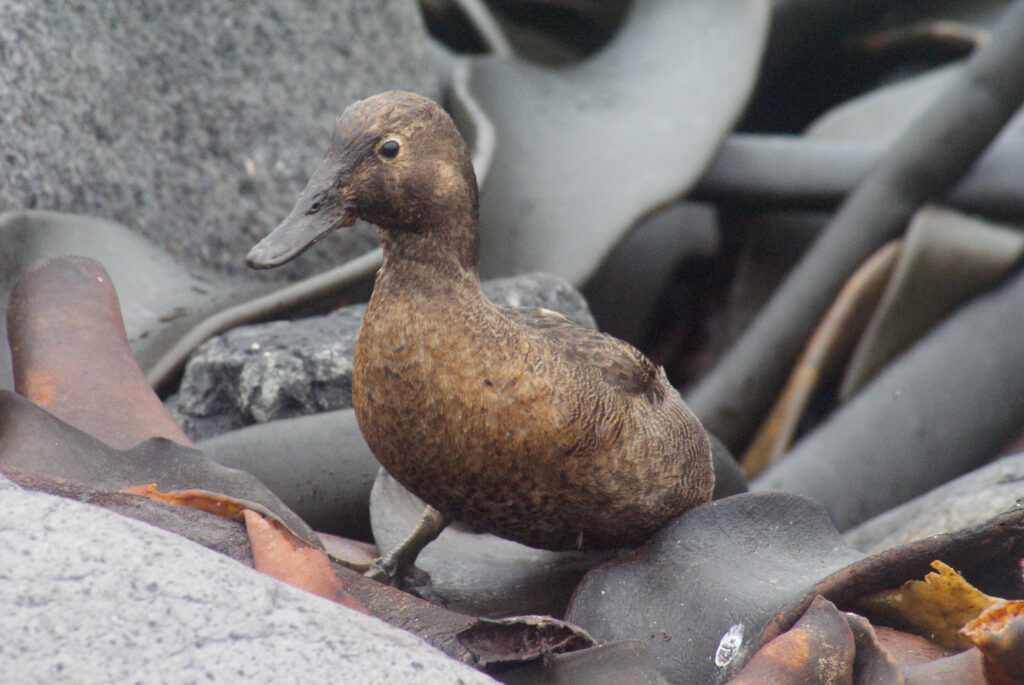 A Campbell Teal with mottled brown plumage stands amongst rocks and seaweed.