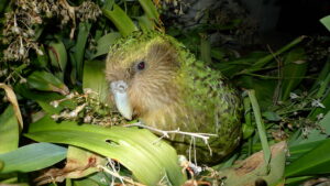 A green and brown kākāpō rests among leaves.