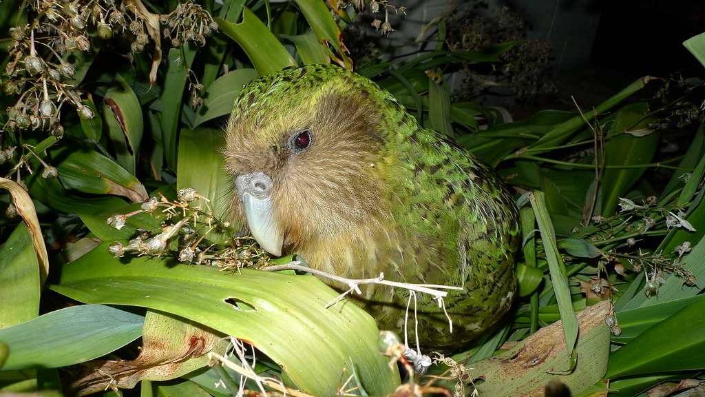 A green and brown kākāpō rests among leaves.