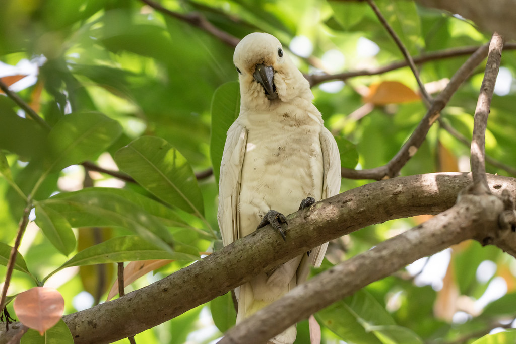 A white cockatoo with a pale yellow underwing perches on a tree branch among green leaves.