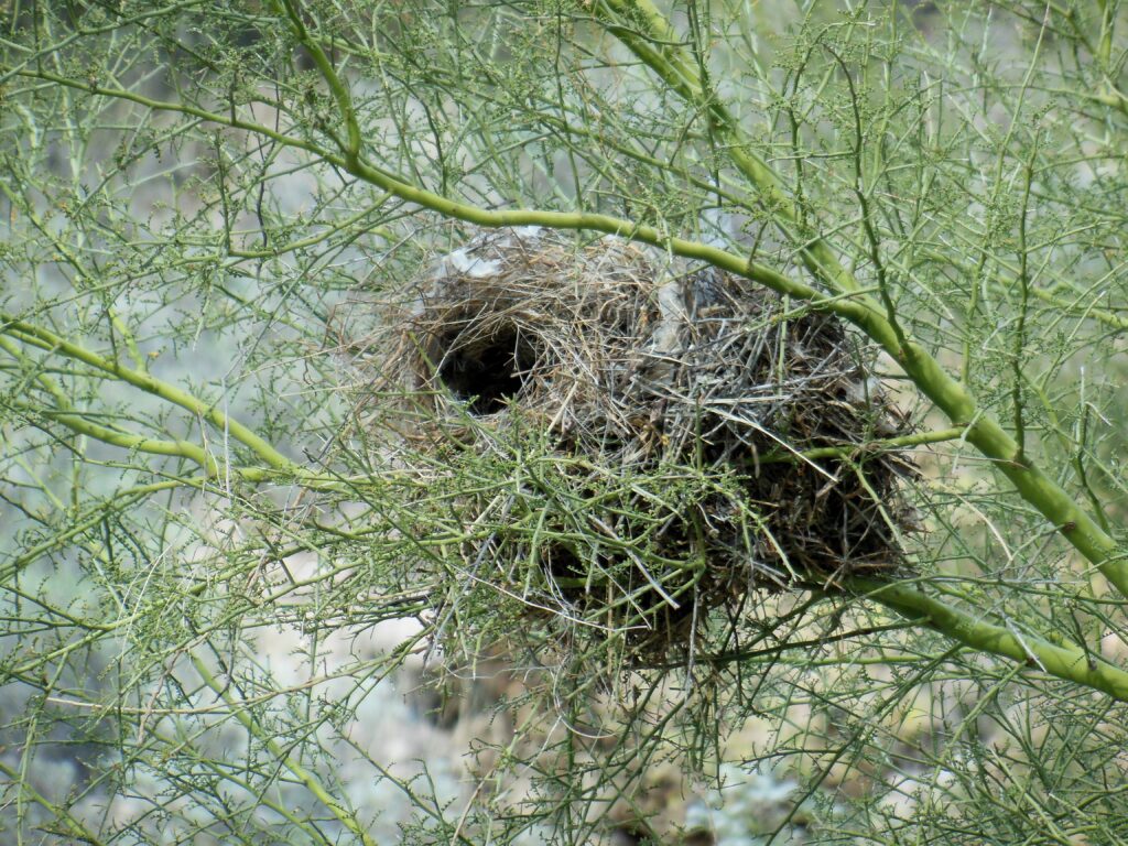 A bulky, woven cactus wren nest is built amongst the thorny branches of a desert plant.