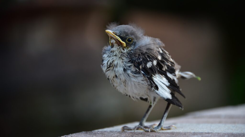 A fledgling northern mockingbird with speckled plumage looks upward with its beak slightly open.