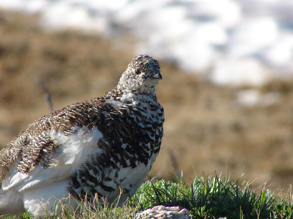 A Ptarmigan with mottled brown, black, and white plumage stands on some green moss.