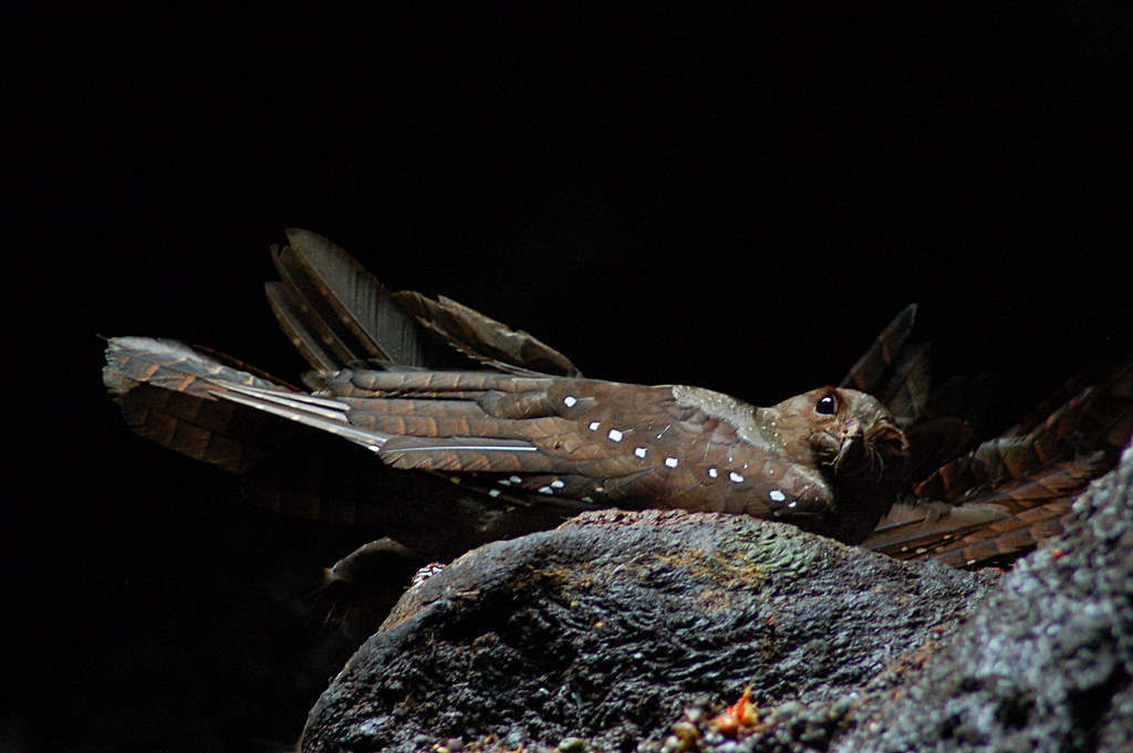 An oilbird with brown and white speckled plumage rests on a rock.