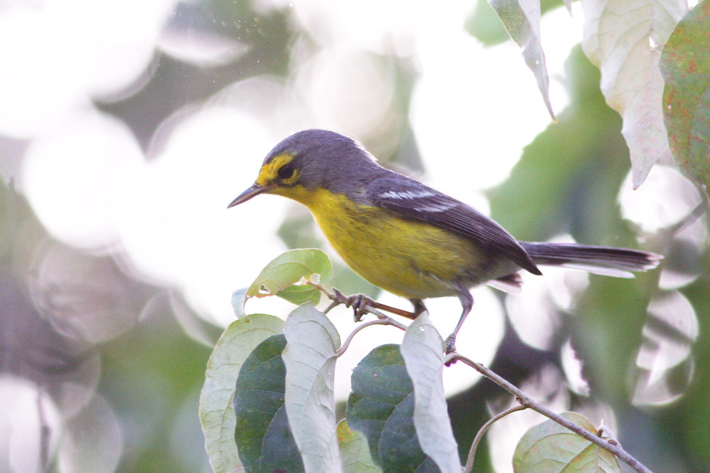 A small warbler with a yellow body, gray head, and yellow markings perches on a leafy branch.