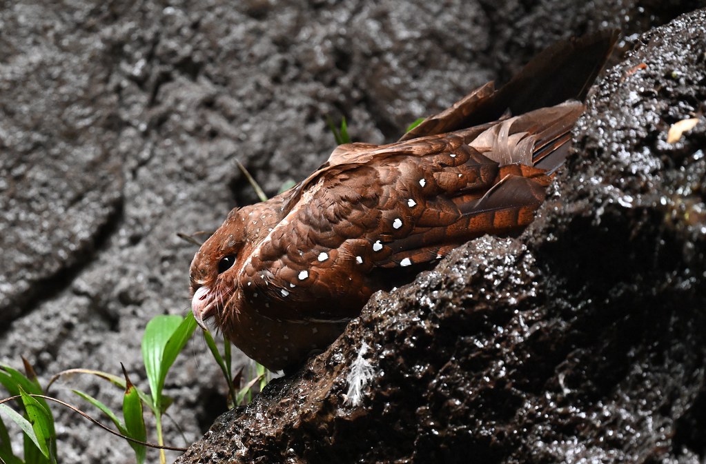 A cryptic oilbird with brown plumage speckled with white rests on a dark, textured surface.