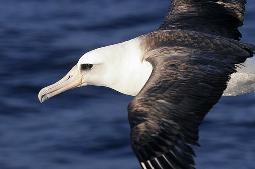 A White-capped Albatross with a white head and dark wings flies over the deep blue ocean.