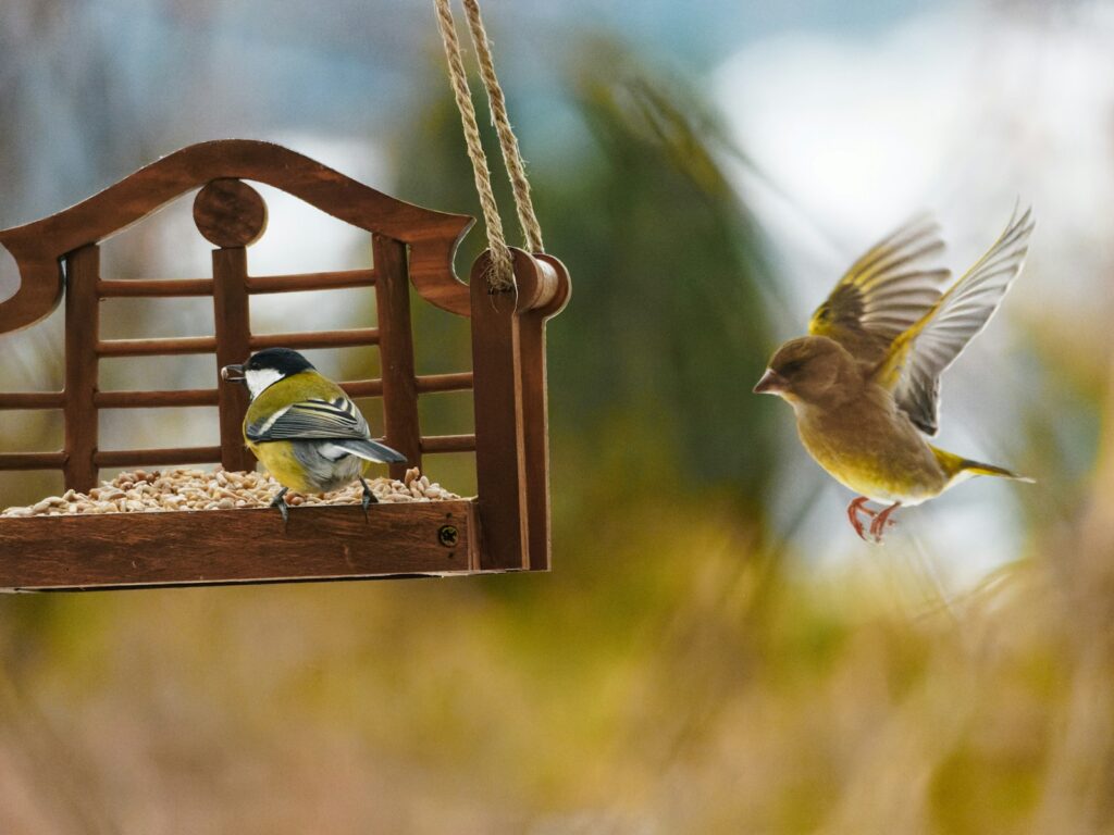 A great tit sits on a wooden feeder as a European greenfinch flies towards it.