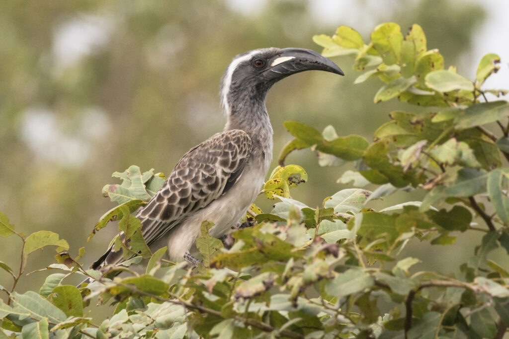 A Bradfield's hornbill sits amongst green leaves on a branch.