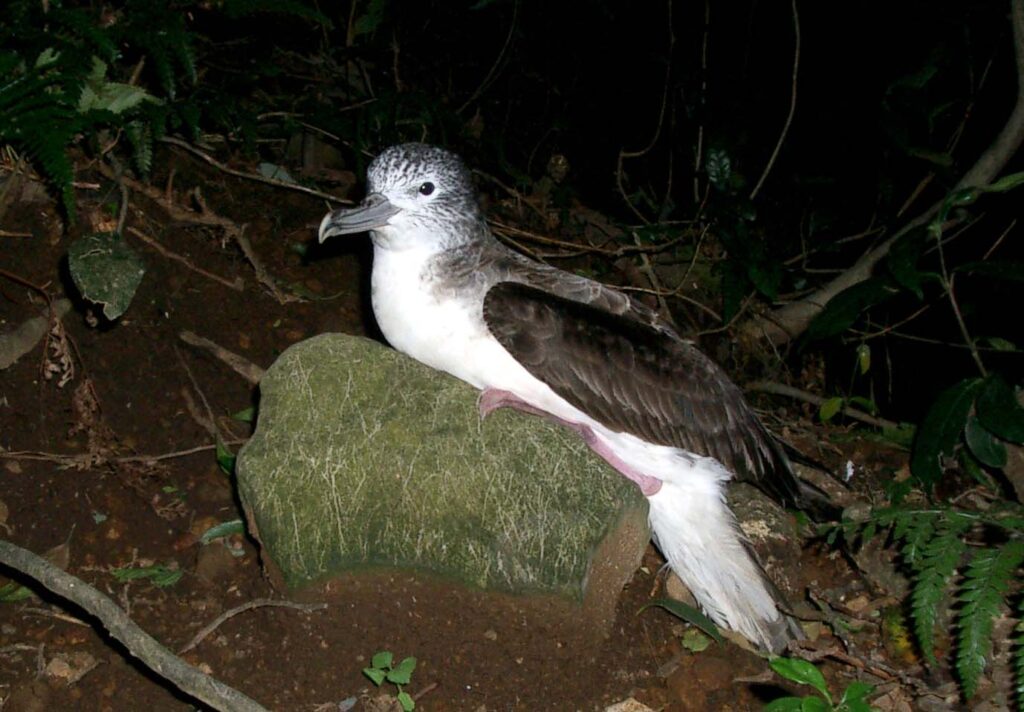 A Bonin Petrel with gray and white plumage rests on a mossy rock.