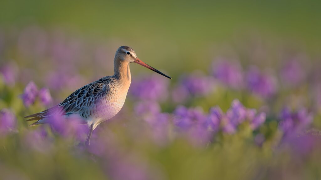A Bar-tailed Godwit stands tall amidst a field of soft purple flowers.