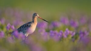 A Bar-tailed Godwit stands tall amidst a field of soft purple flowers.
