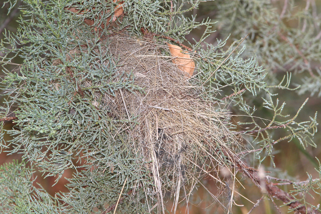 A verdin's woven nest, containing eggs, is tucked within the dense needles of a tree.