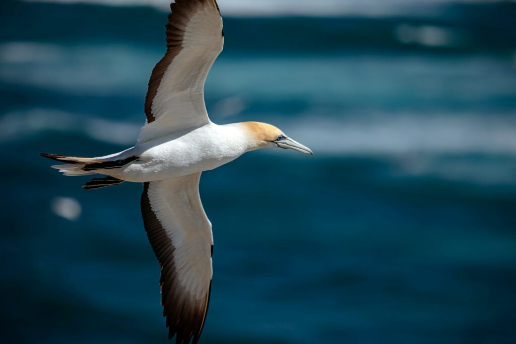 A gannet with white plumage, a yellow head, and black wingtips soars over the deep blue ocean.