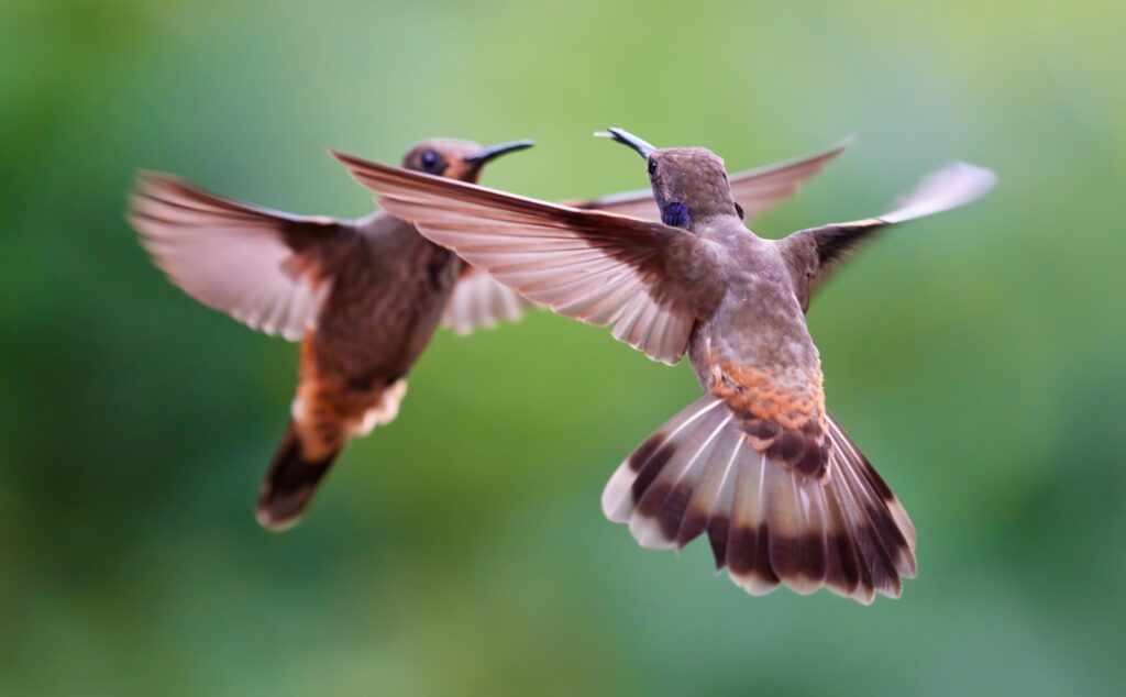 Two brown violetear hummingbirds in flight.