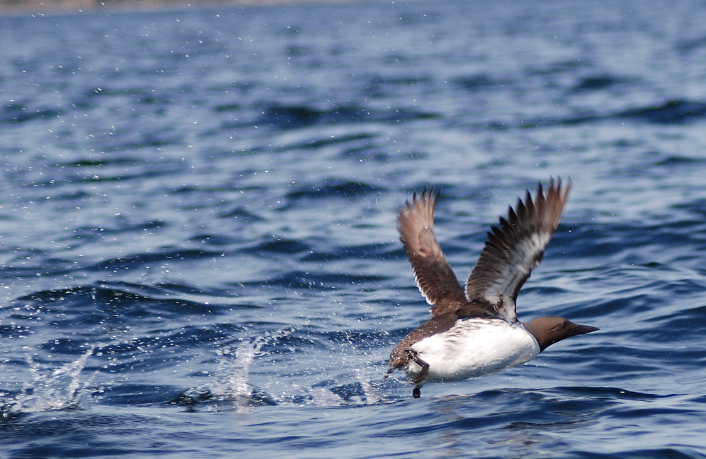A Common murre takes flight from the surface of the choppy, dark blue water.