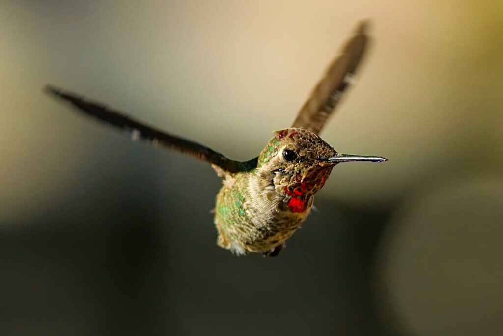 Anna's hummingbird in mid-flight.