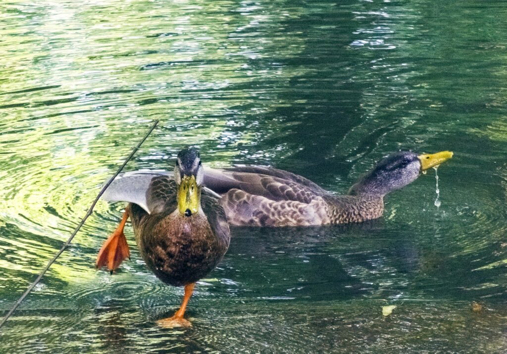 A couple of ducks floating on top of a lake