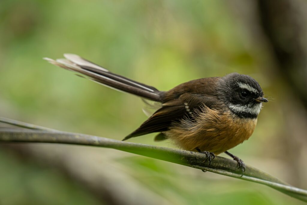 A small bird sitting on top of a tree branch.